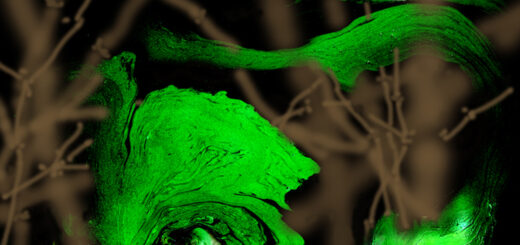 第三世多杰羌佛